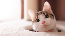 动物猫咪可爱