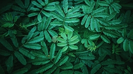 绿色护眼的壁纸
