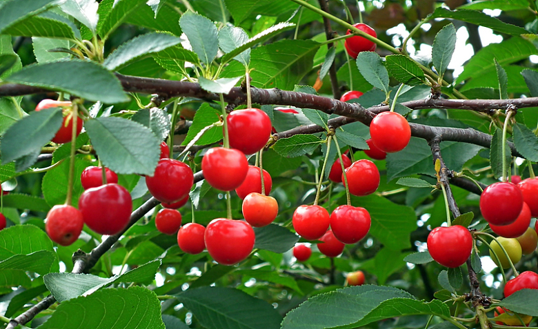 红色樱桃成熟果实