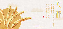 二十四节气芒种黄色稻谷banner