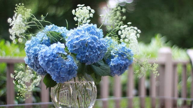蓝色绣球花，花瓶，栅栏