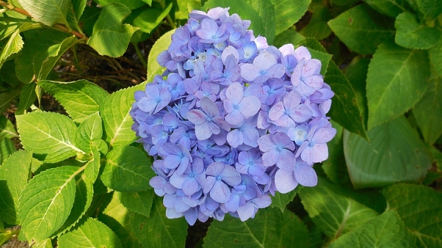 浅紫色绣球花，花朵，绿叶，春天