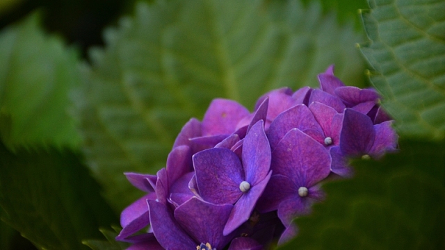 紫色绣球花，花瓣