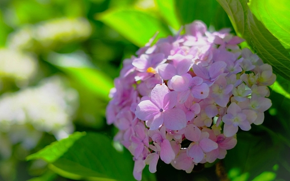 粉红色的绣球花，花序