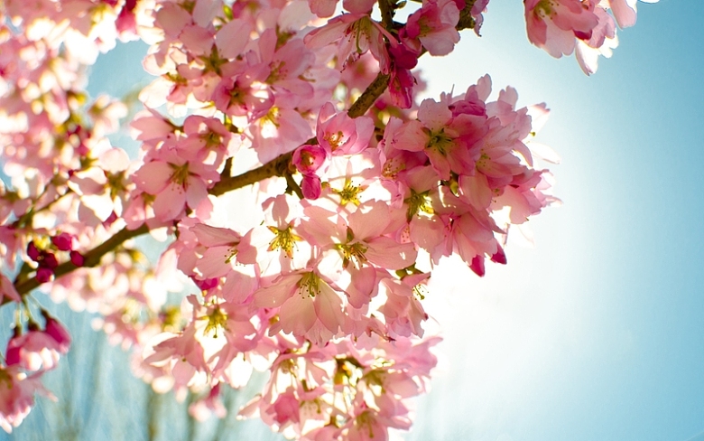 粉色樱花盛开
