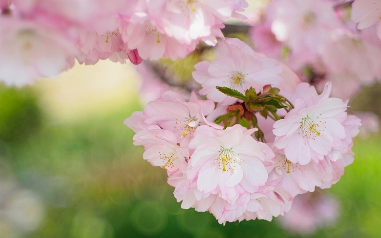 美丽的樱花绽放，春天的花朵