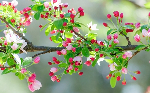 粉红色的樱花的花，树枝