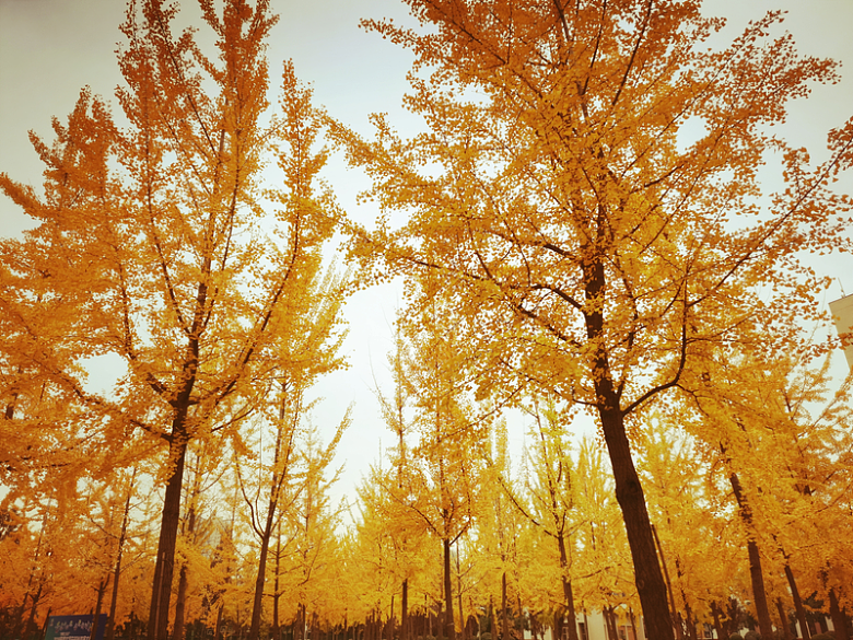 秋日落叶树林