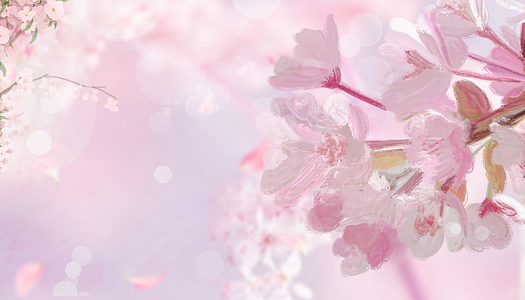 樱花节樱花背景