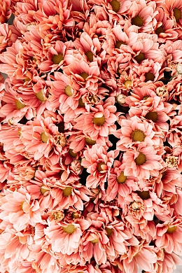 鲜花 盛开的鲜花