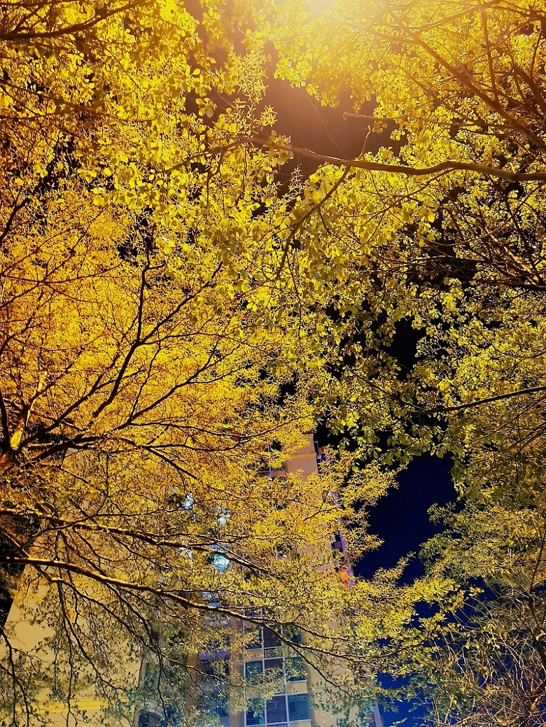 秋季树叶昏黄