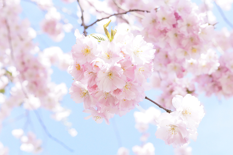 粉色樱花树背景高清
