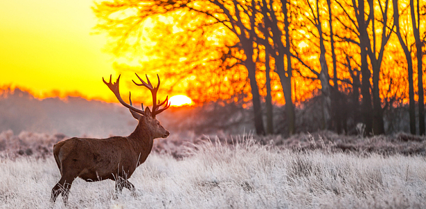林夕背景素材_林夕背景图片下载_觅元素