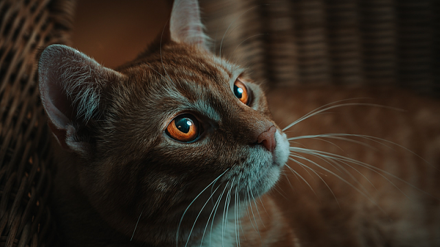 宠物萌宠猫咪背景