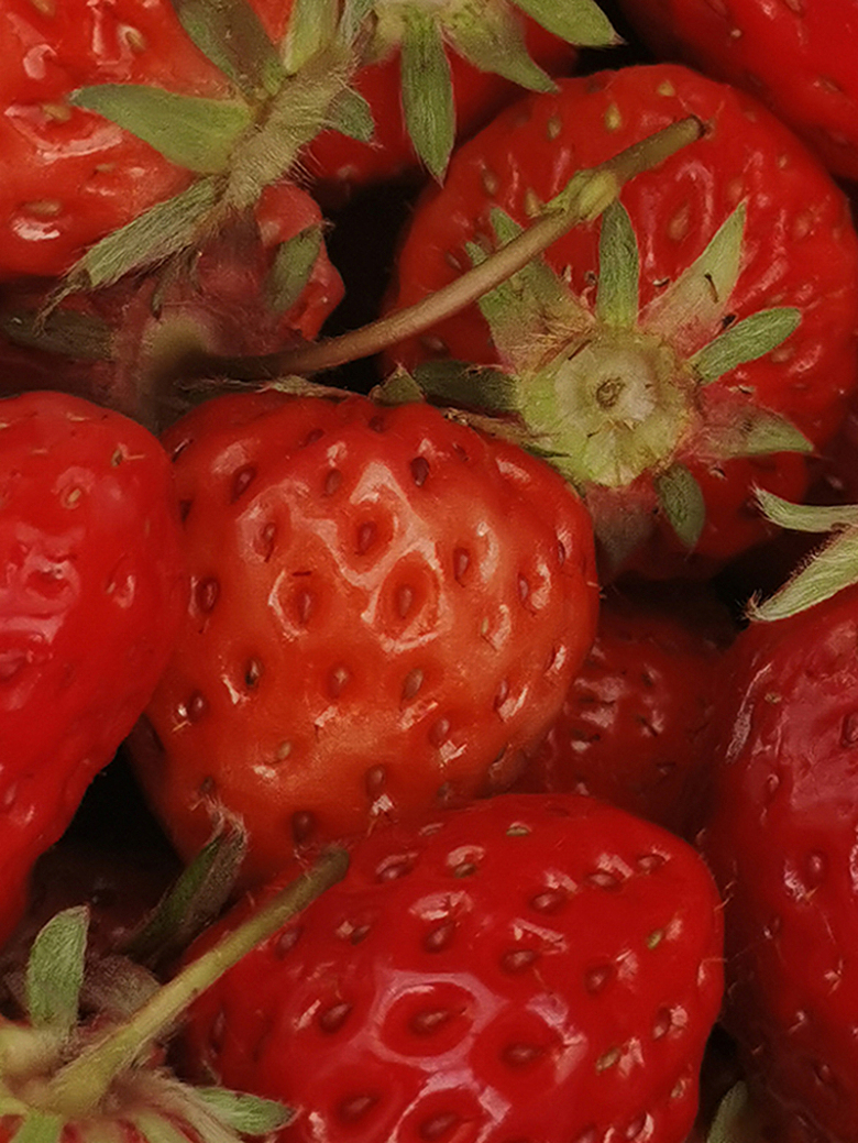 草莓壁纸新鲜水果