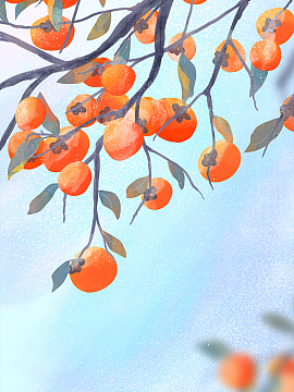 寒露柿子插画背景图