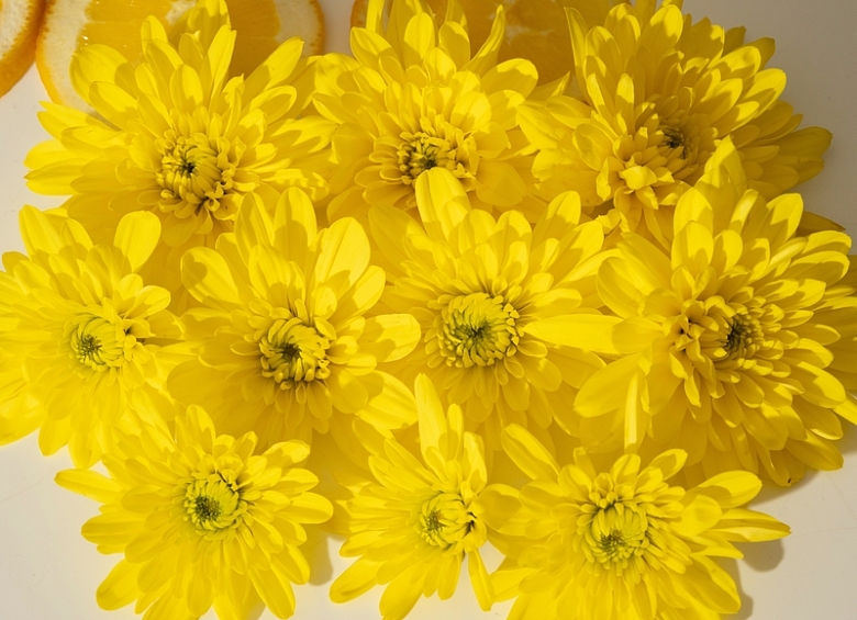 一大朵黄色的菊花