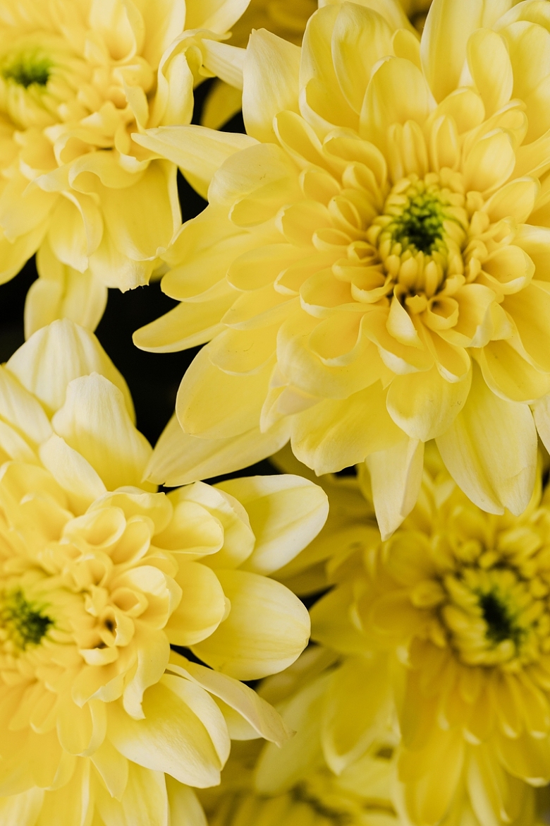 特写的黄色大菊花
