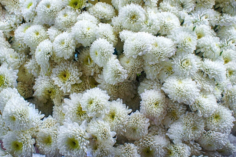 一大簇白菊花