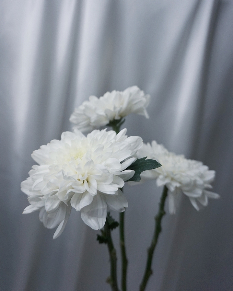 一朵白色雏菊花啊