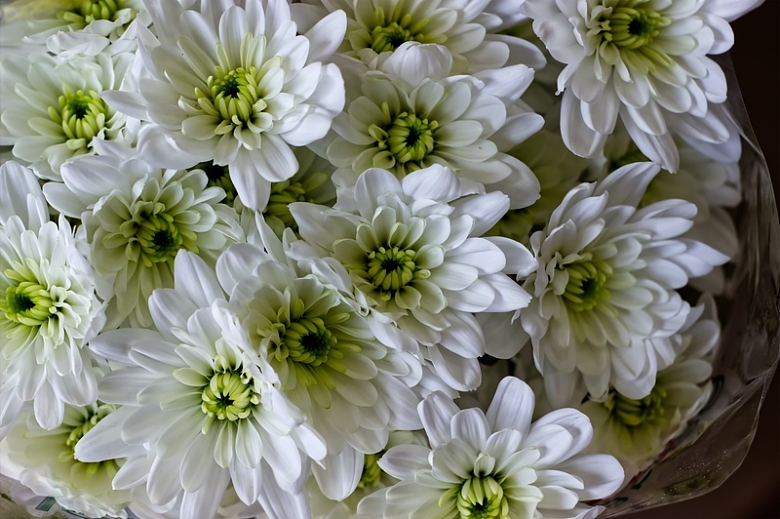 花盆中盛开的白色菊花
