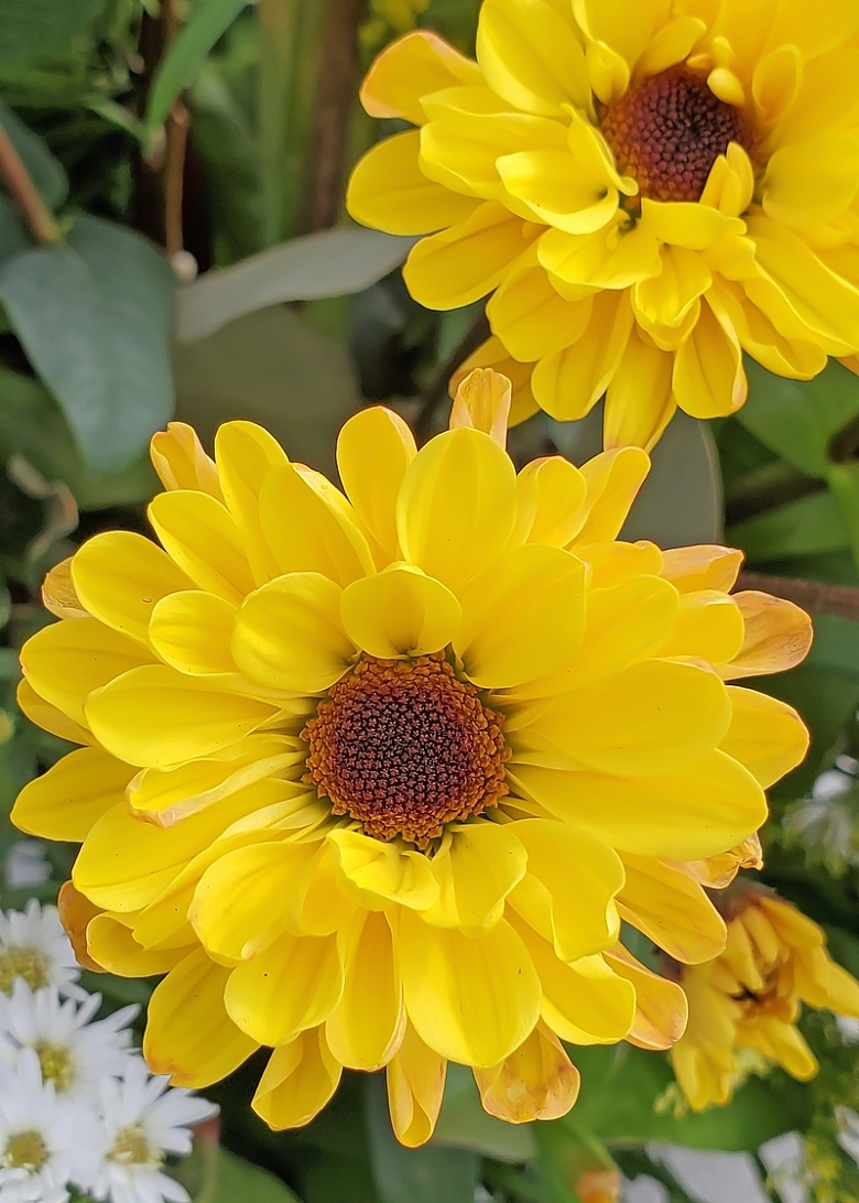 两朵黄色的大菊花