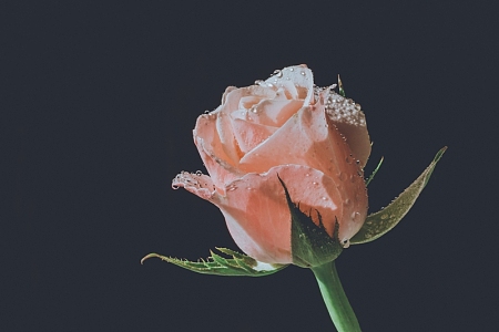 粉色的花花背景素材_粉色的花花背景图片下载_觅元素