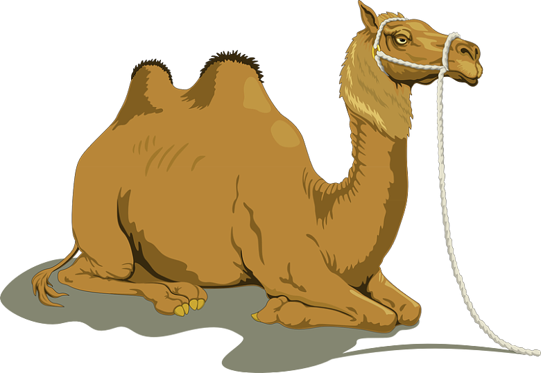 插画免扣骆驼