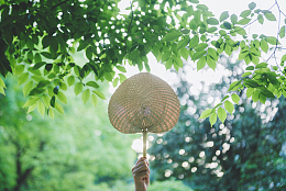 绿色夏天绿叶蒲扇