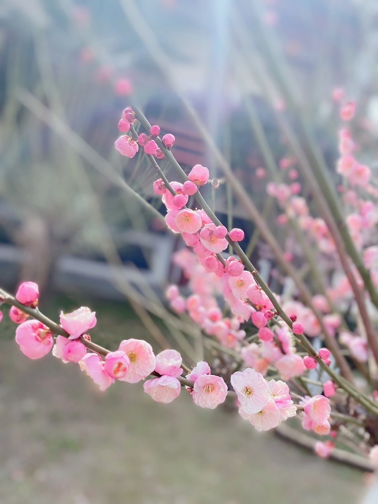 春天粉色桃花开