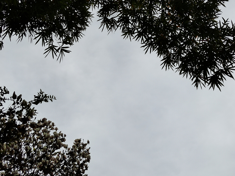 绿色 小清新 竹林天空 出游