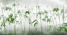 水墨风绿色竹林