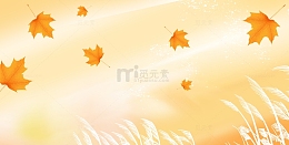 秋天黄色金色秋分小清新枫叶落叶芦苇背景