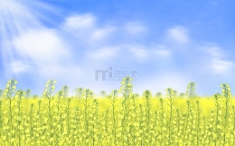 春天油菜花蓝天白云晴天背景