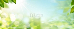 春天树叶绿叶阳光植物背景