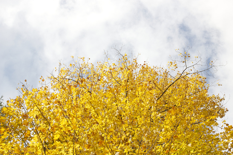 秋天美丽的黄色秋叶