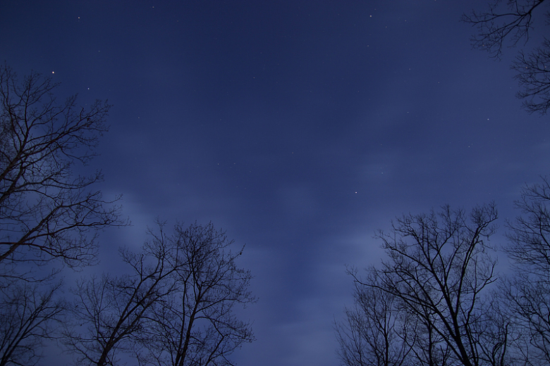 夜晚夜空树木树枝摄影