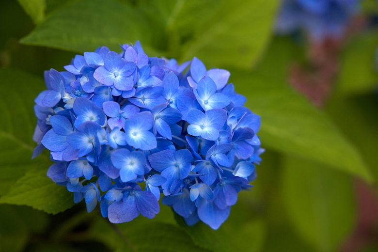 蓝色绣球花花朵摄影