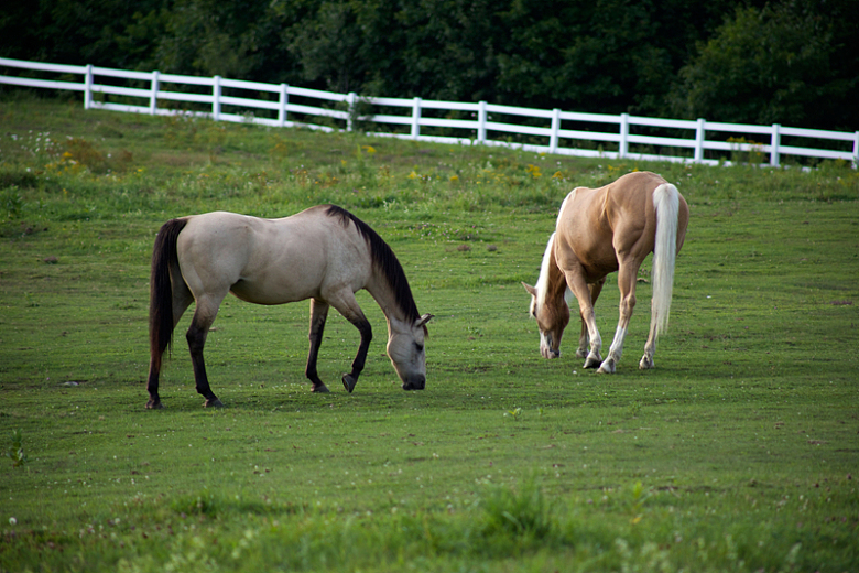 两匹马在围场围栏中吃草