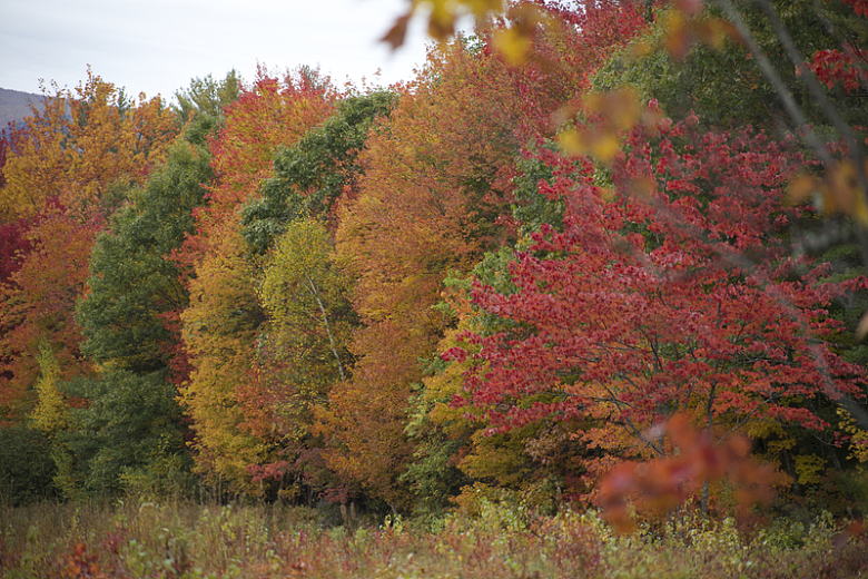 秋天的树木排成一排