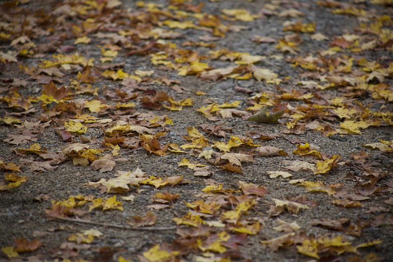 小路上的落叶