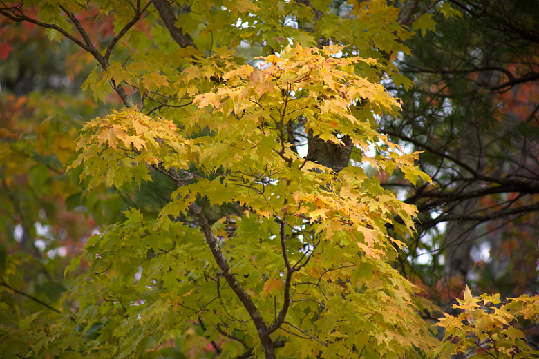 秋天的枫树