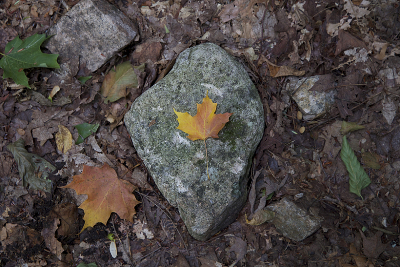 石头枯叶秋天枫叶