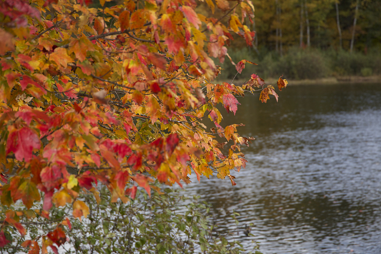 秋天池塘边的树叶