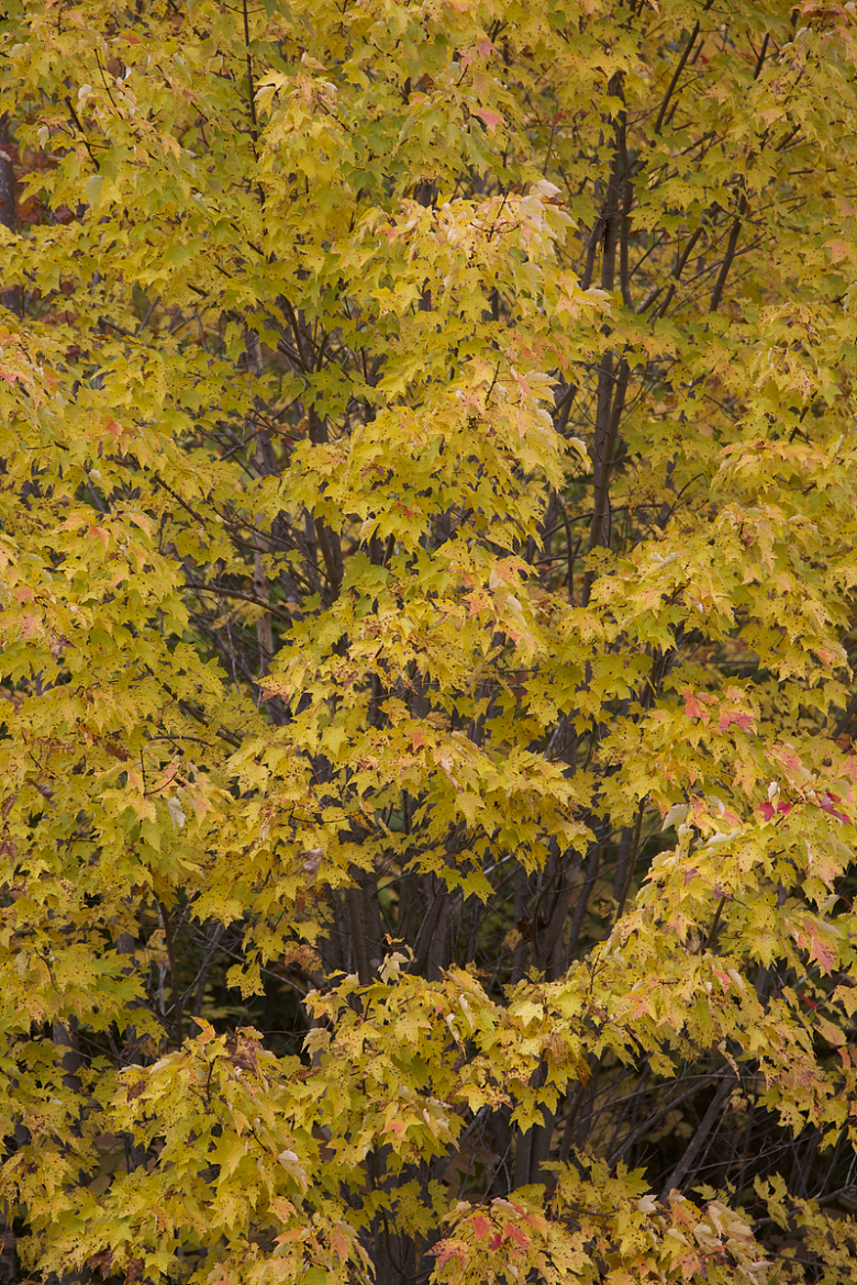 秋天秋季枯叶树木树枝
