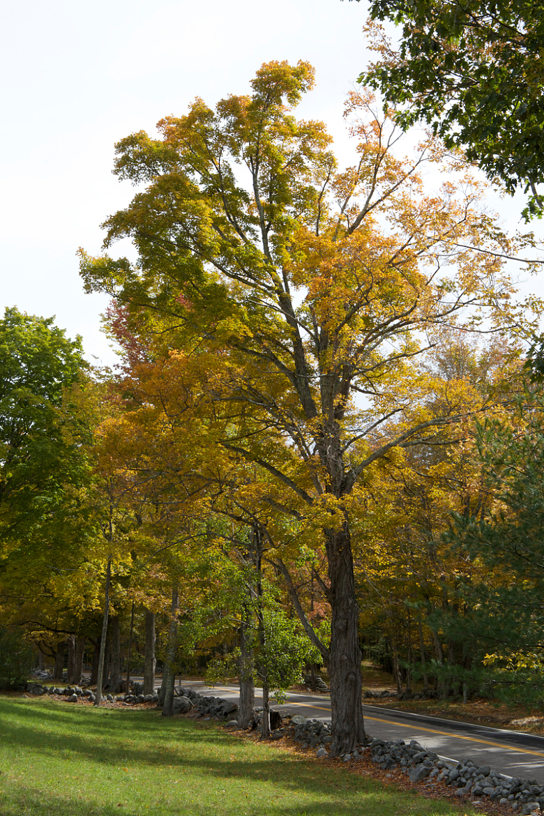 秋天秋季大树枯叶树林道路