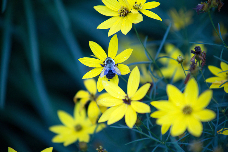 蜜蜂花朵植物采蜜摄影