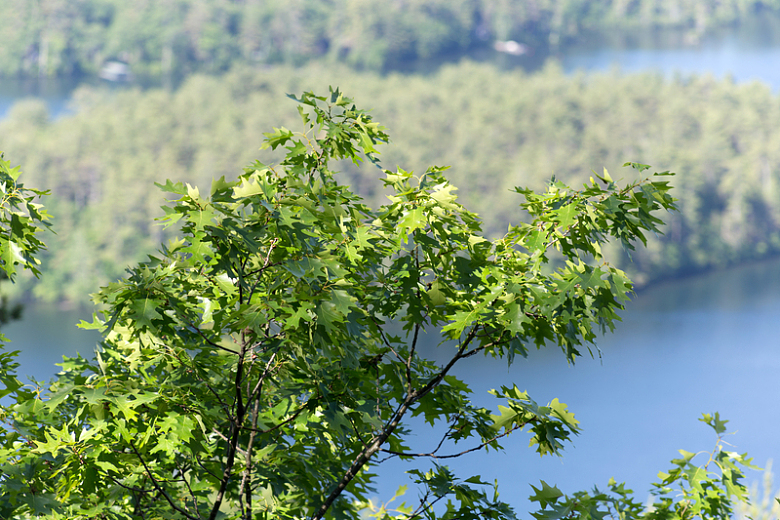 绿色树顶河流枫叶