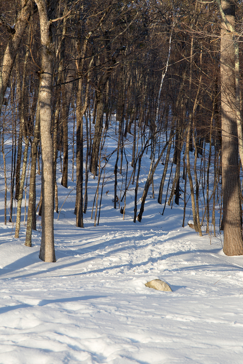 白雪皑皑的冬季森林