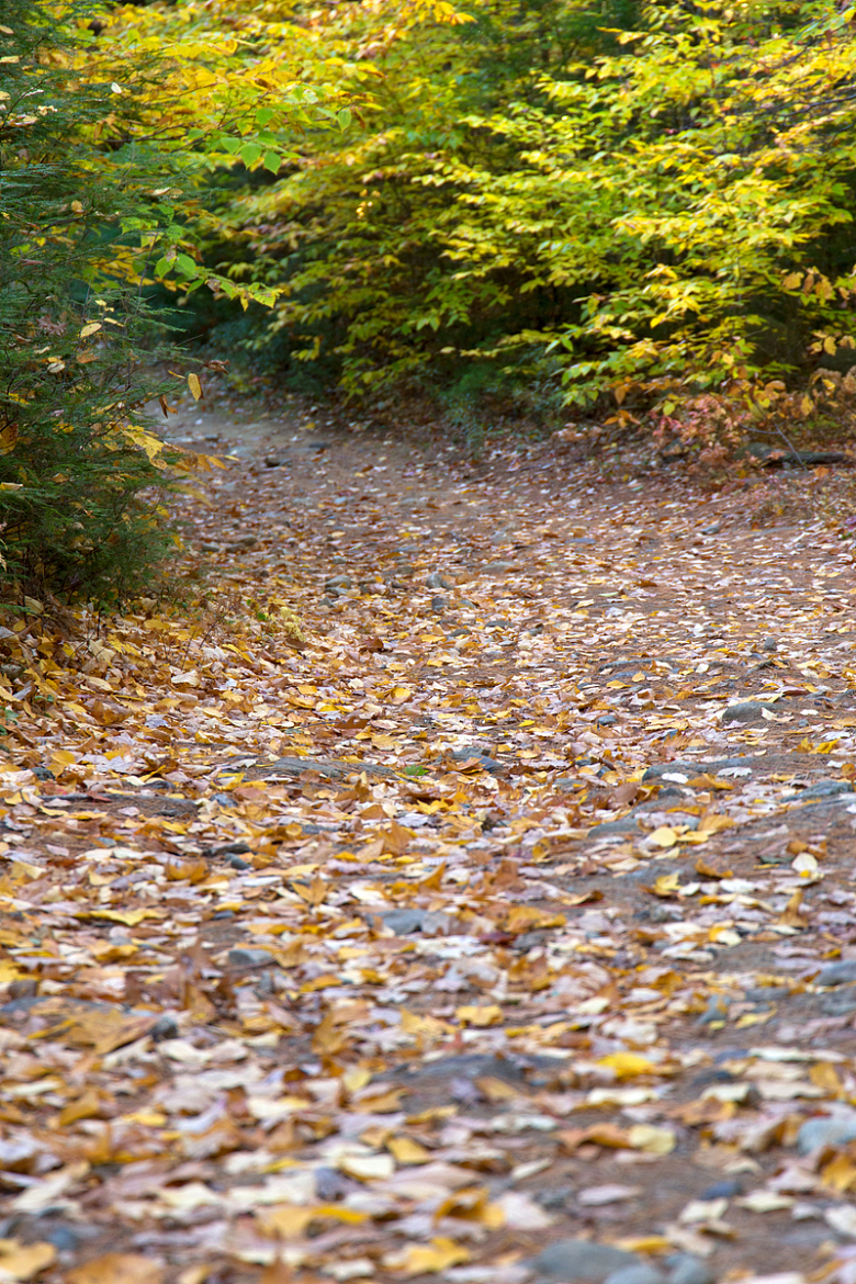 树叶覆盖林间小路
